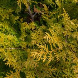 Chamaecyparis thyoides 